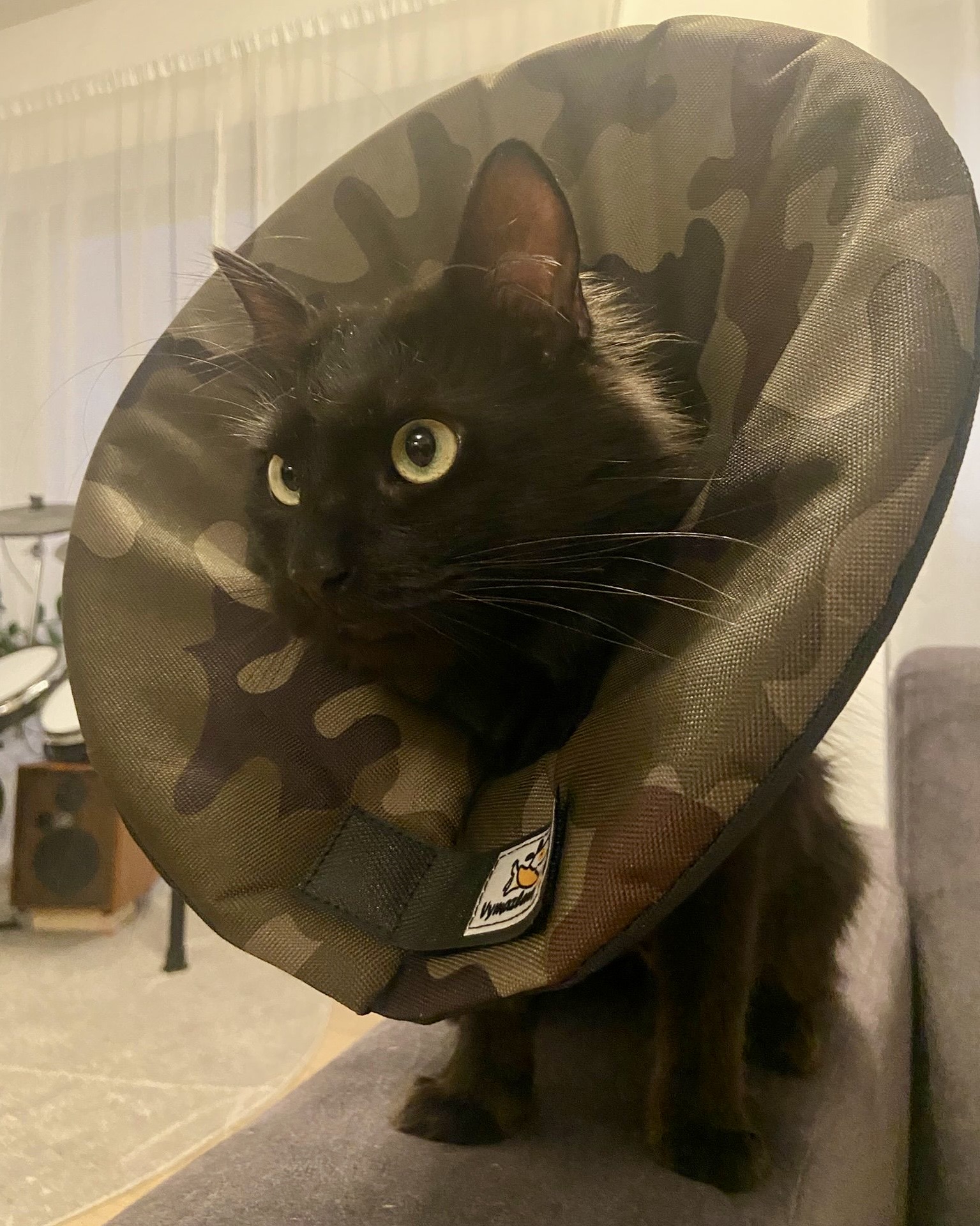 alternativa k plastovému límci