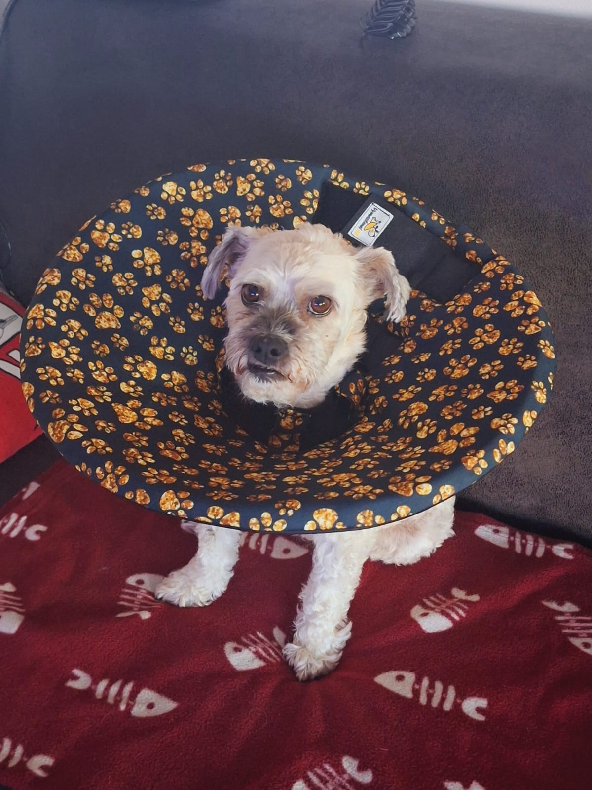 alternativa plastového límce