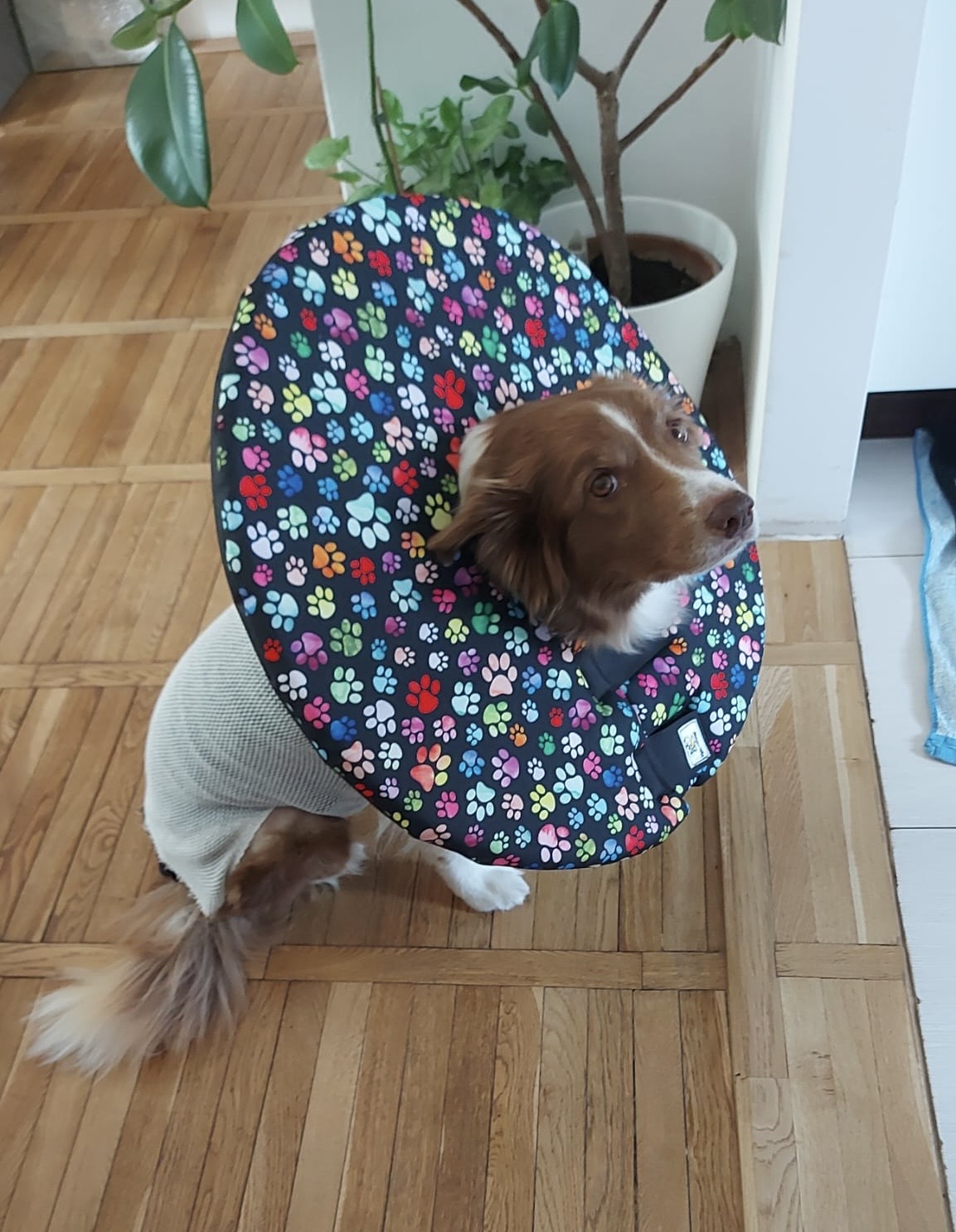 alternativa plastového krunýře