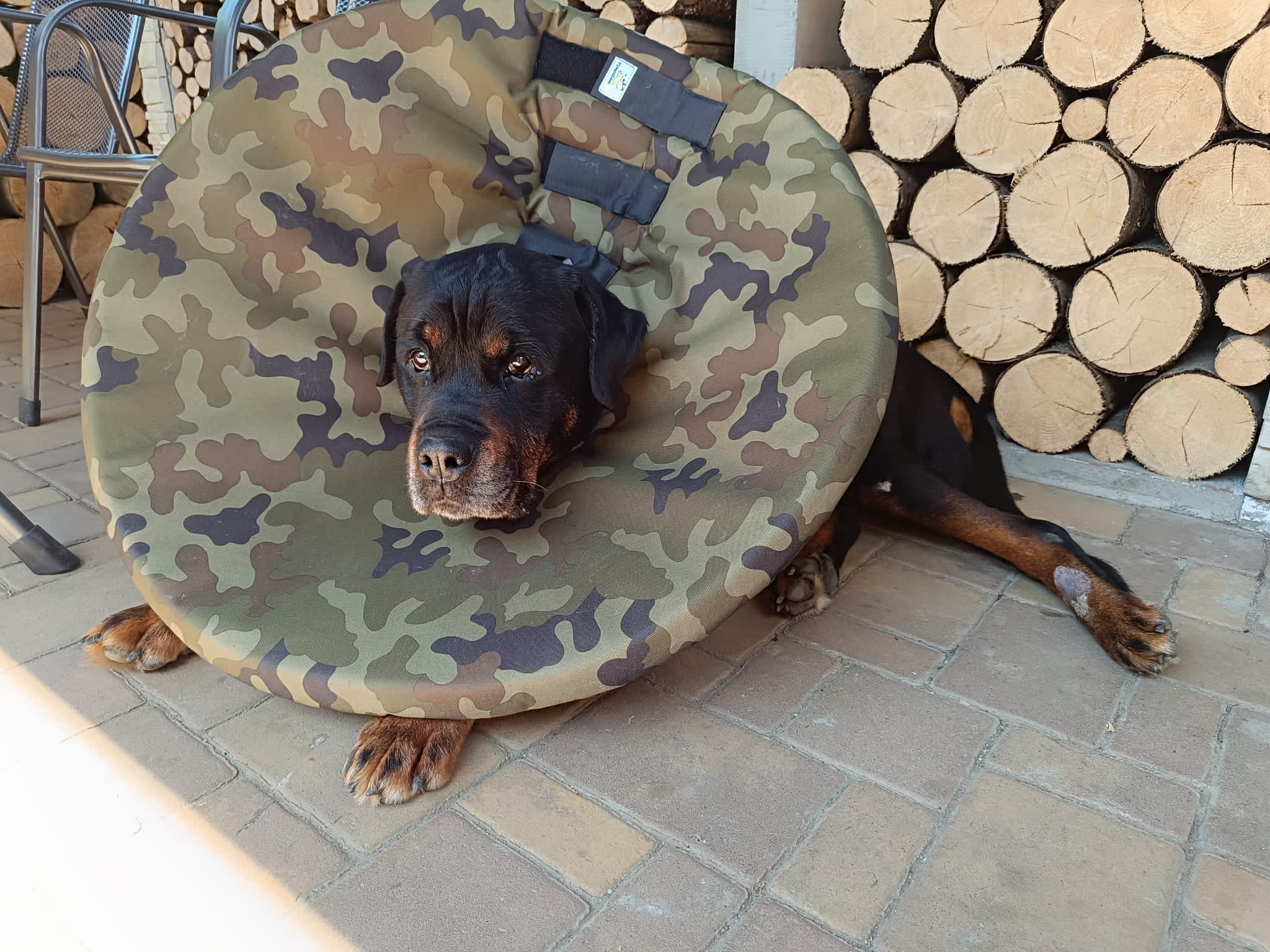 měkký krunýř pro velké i malé psy