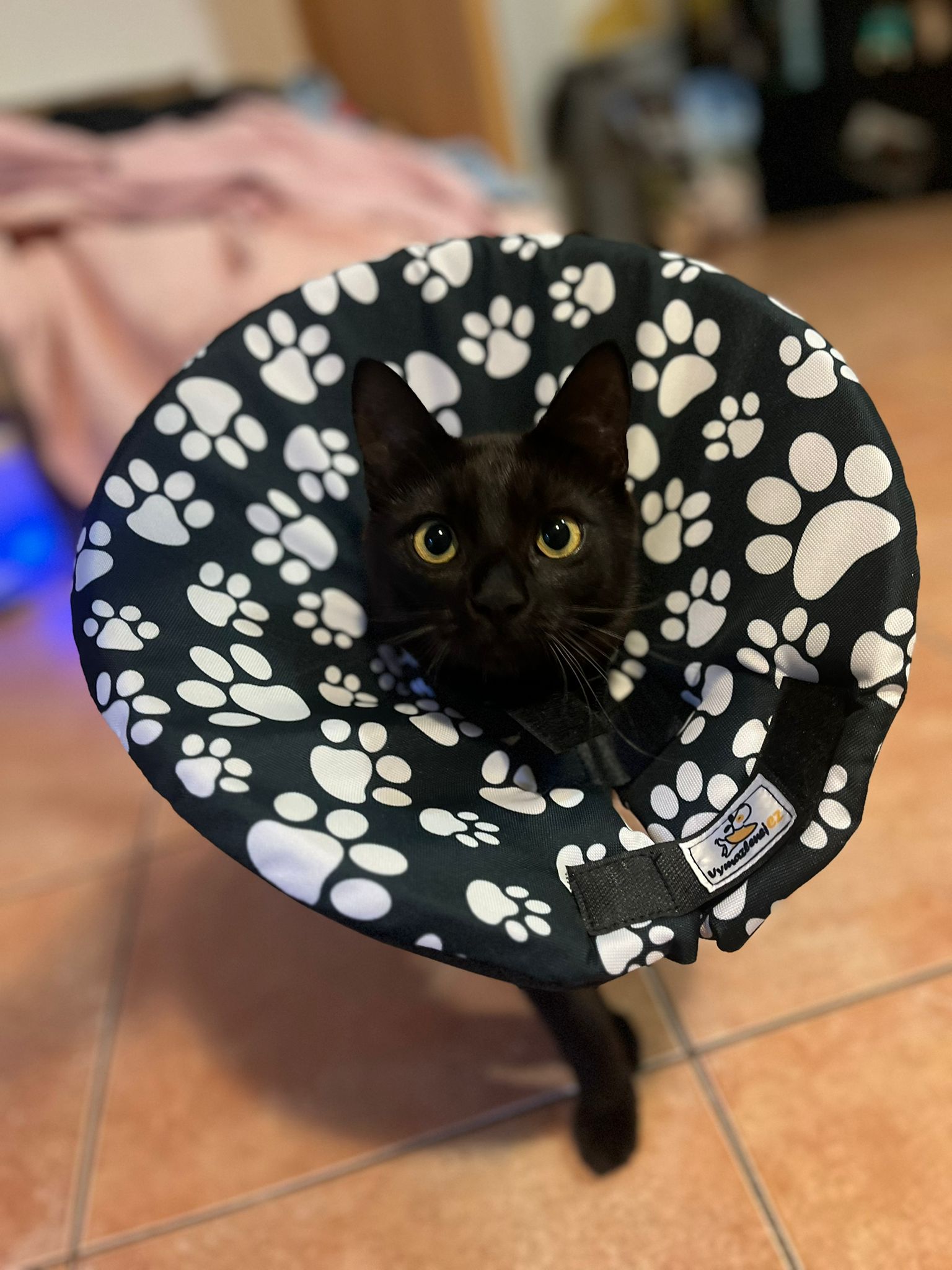 límec pro kočky - pohodlný, šitý na míru