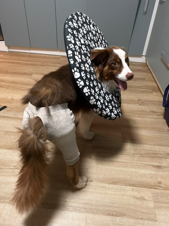 látkový krunýř pro psa na míru