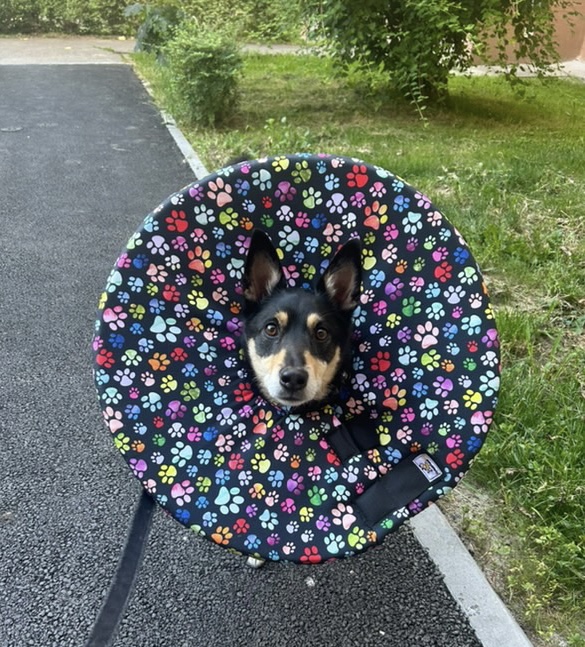 límec na míru dle zranění a rasy psa