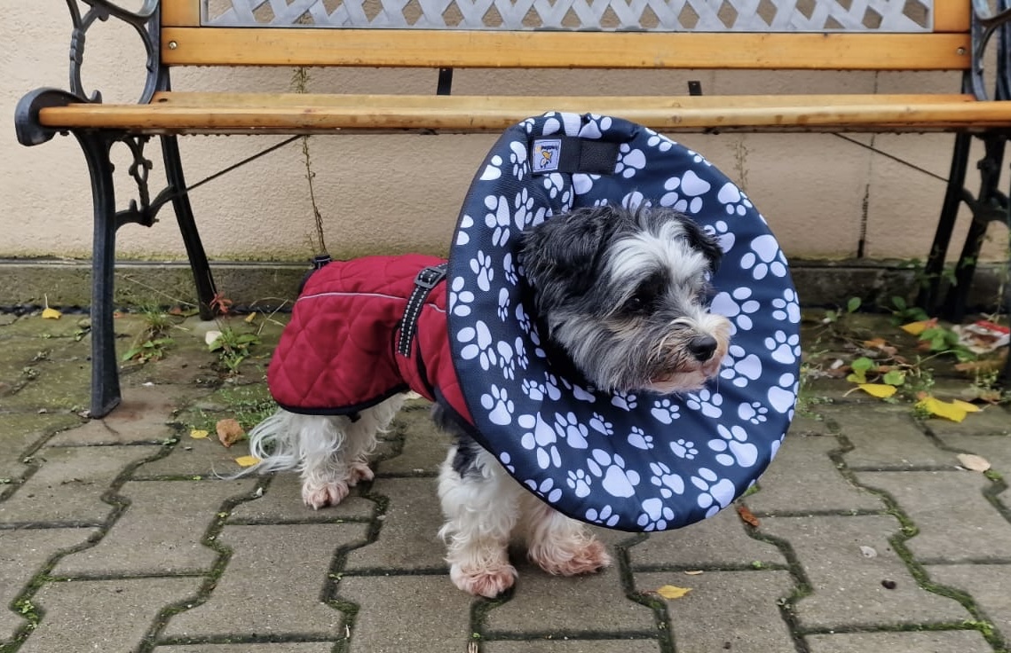 Límec šitý na míru pro psy a kočky po operaci