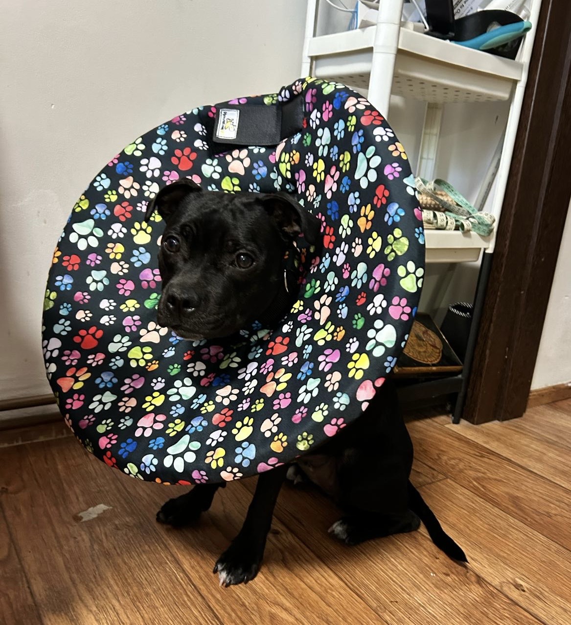 Látkový límec - komfortní veterinární pomůcka