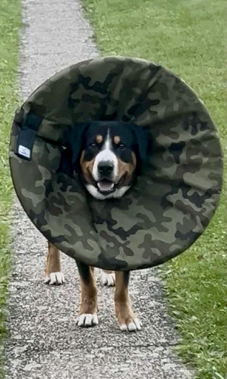 Límec na míru pro psa po operaci