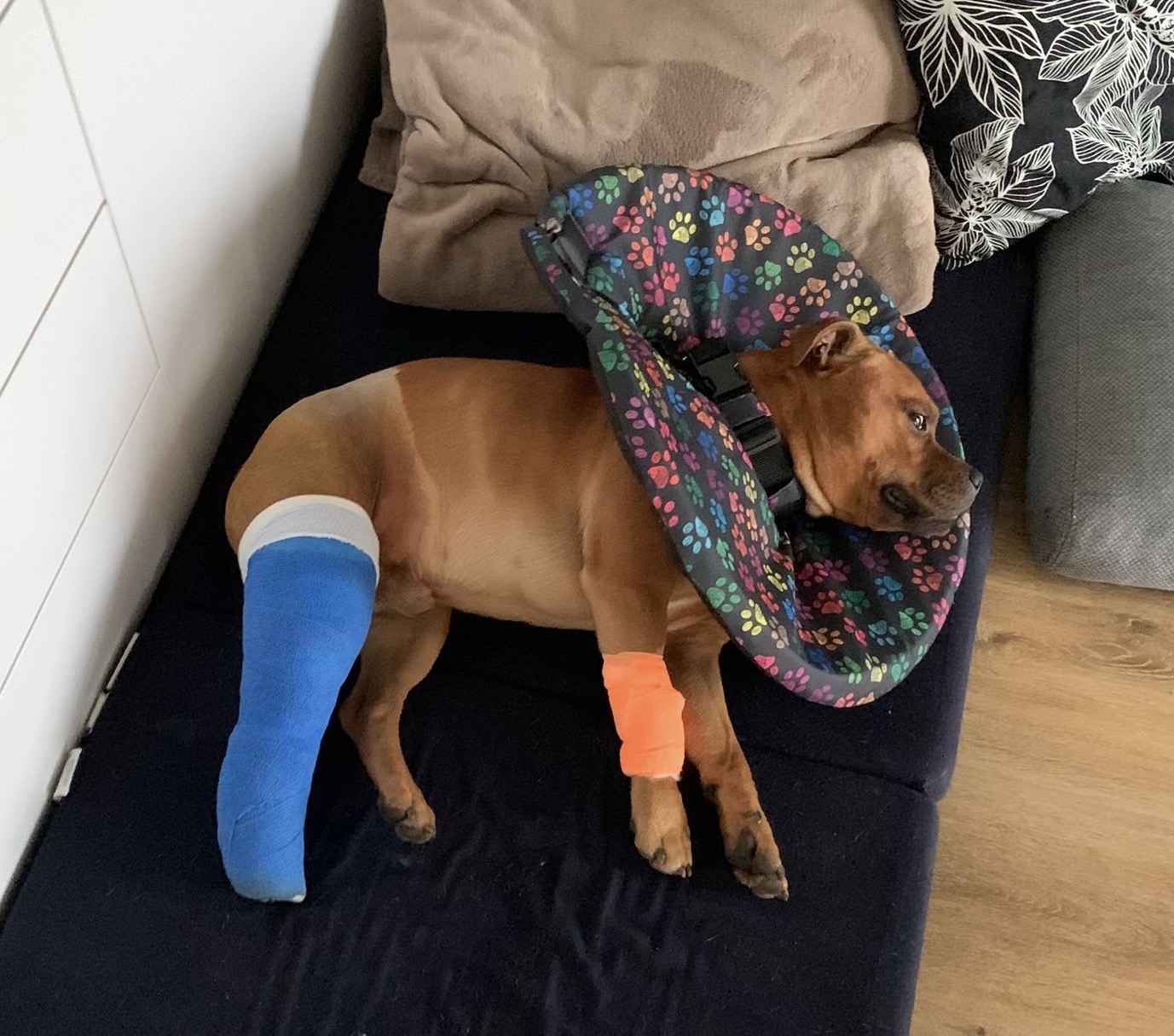 Pooperační látkový límec při zranění psa