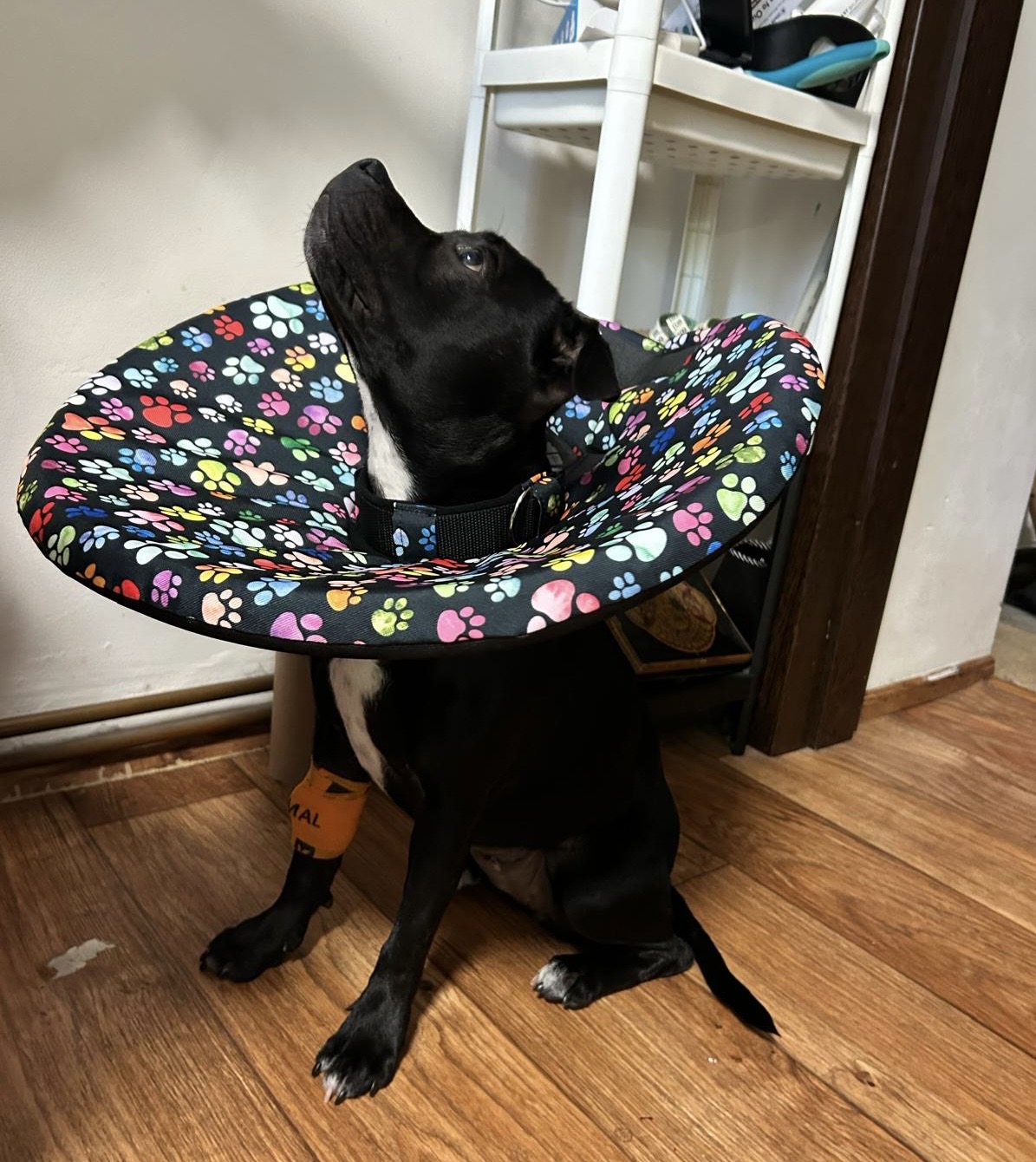 Veterinární límec - pomocník při zranění či po operaci psů a koček