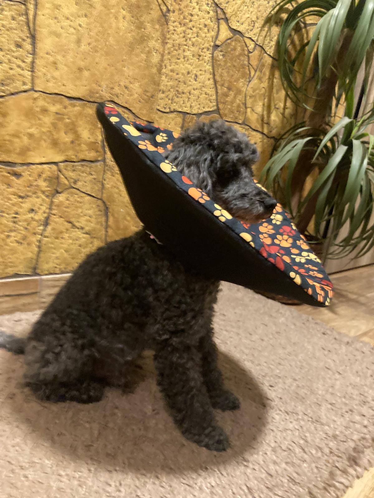 Ochranný látkový límec pro psy a kočky