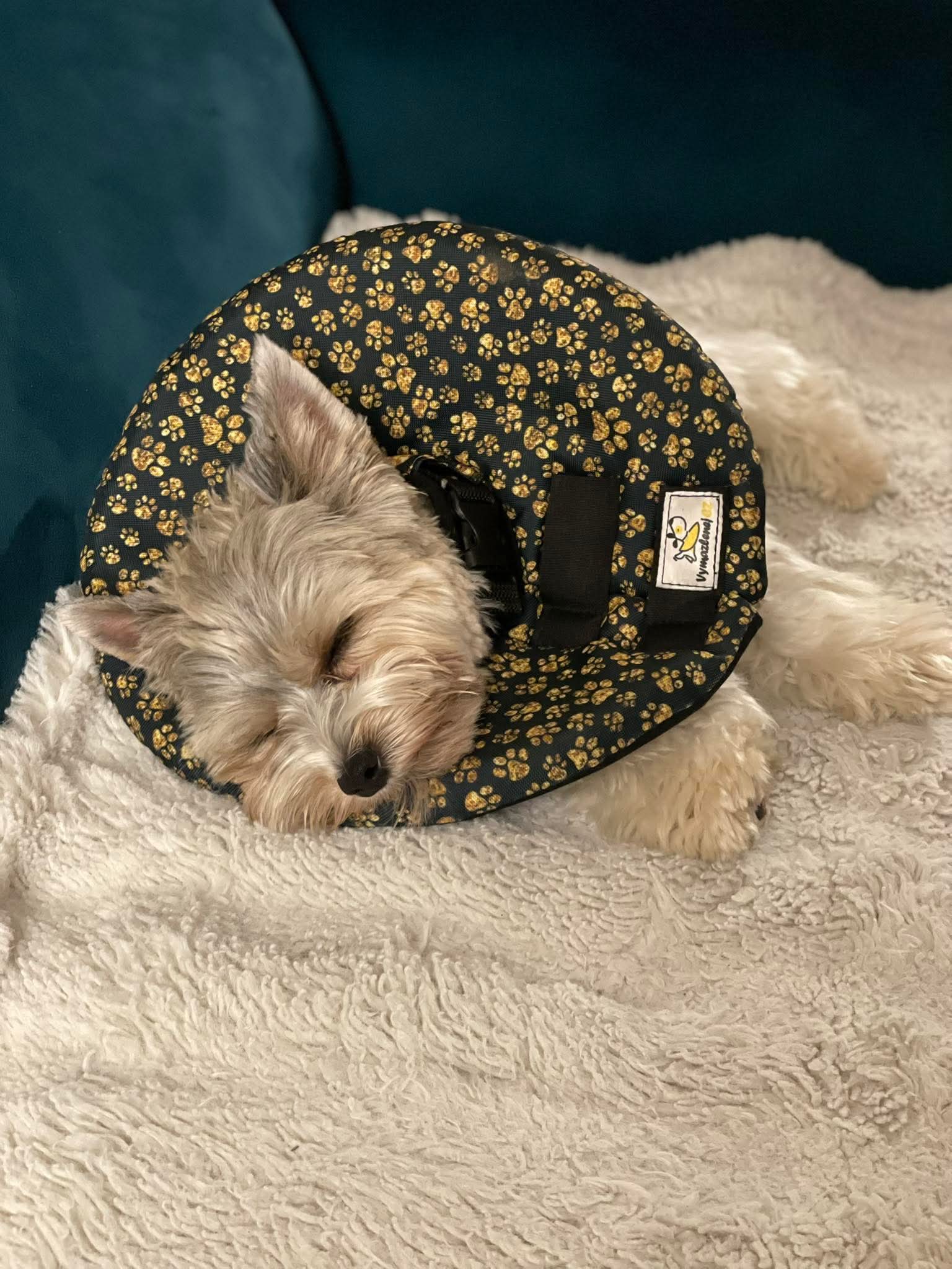 Veterinární límec pro malé i velké psy