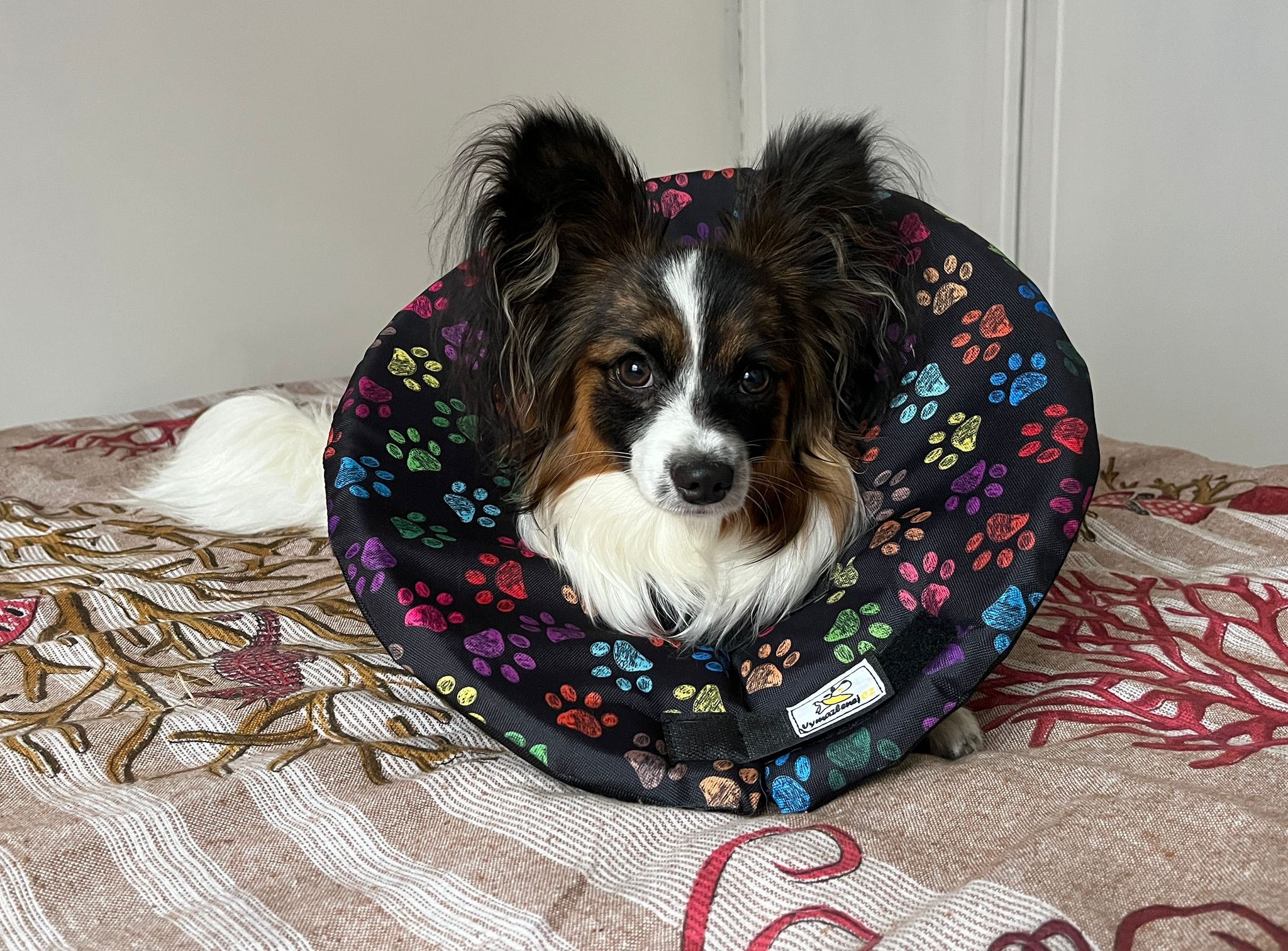 Veterinární límec pro psy i kočky